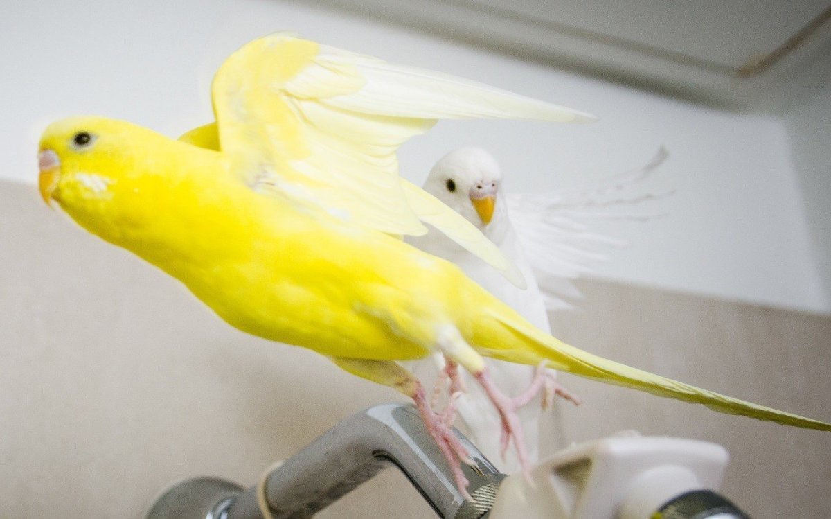 Попугай жако альбинос