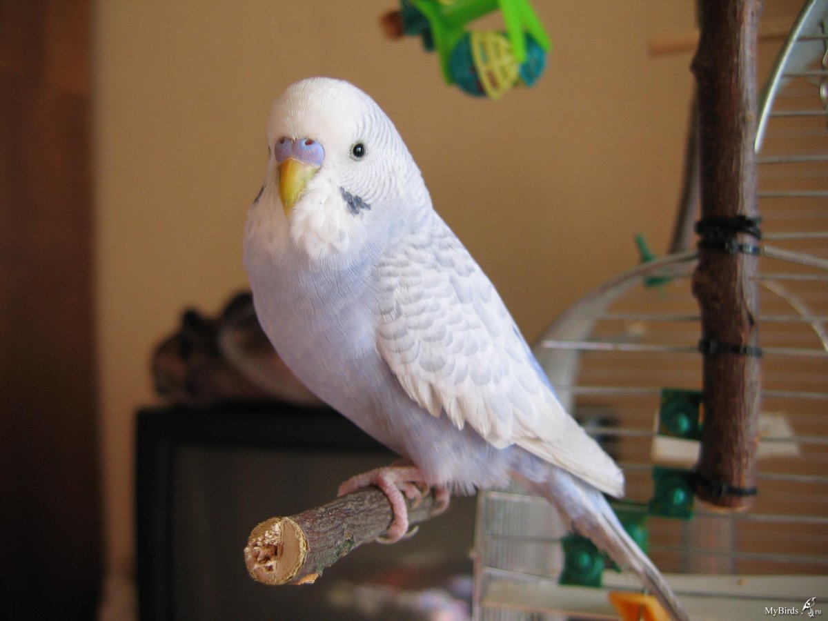 Ожереловый самец альбино