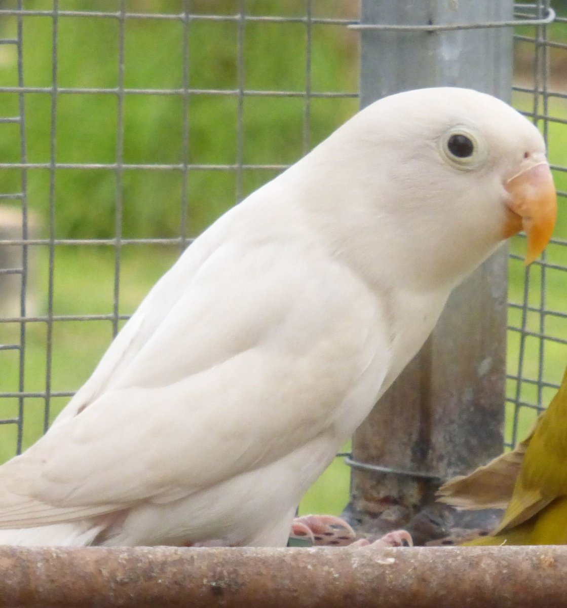Попугай альбинос