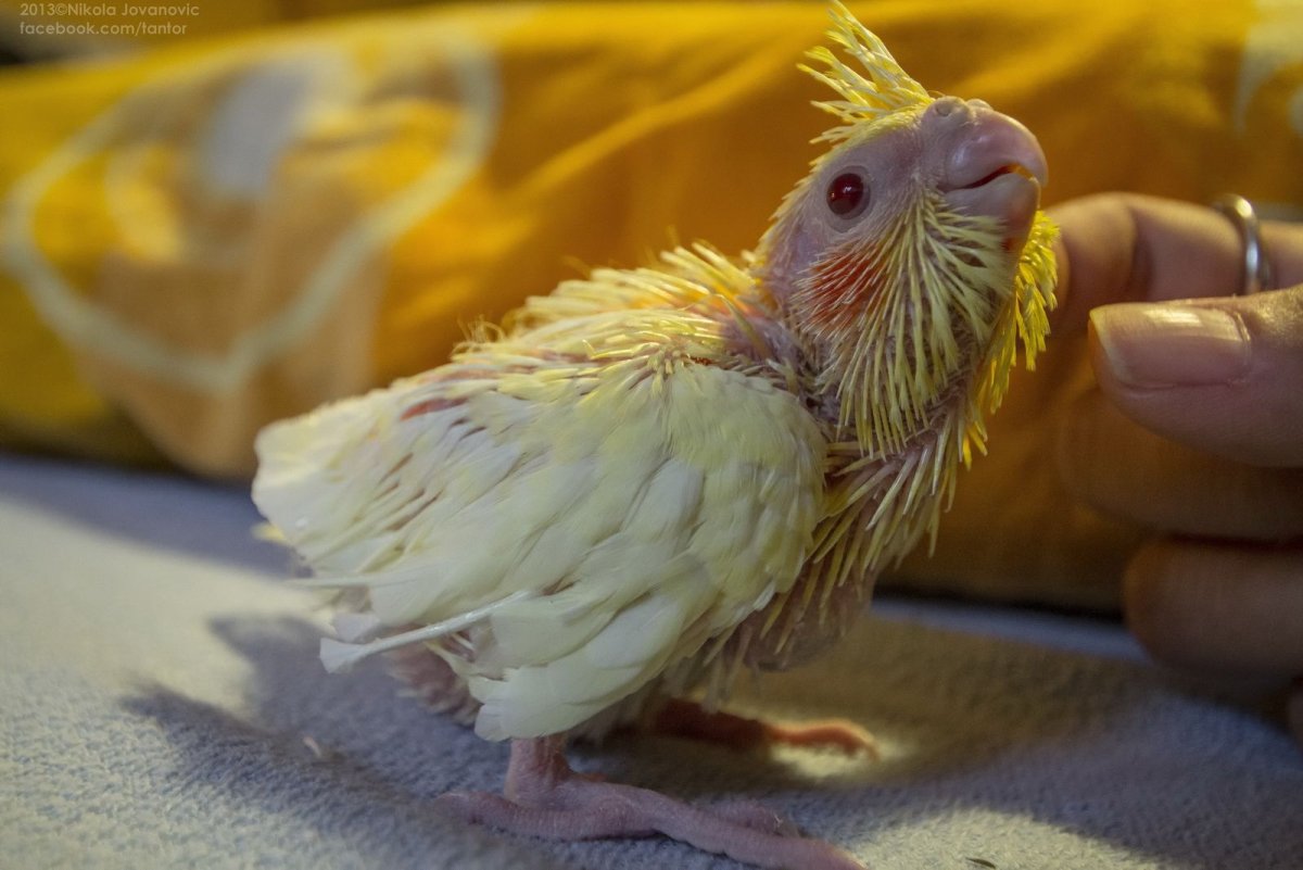 Птенцы волнистых попугаев альбиносы