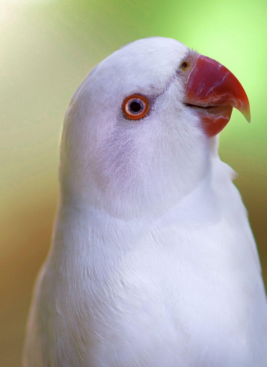 Монах альбинос