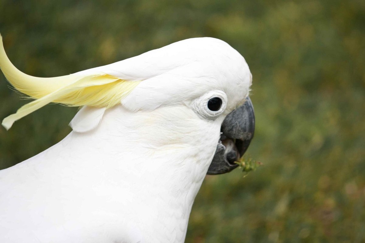 Какаду альбинос