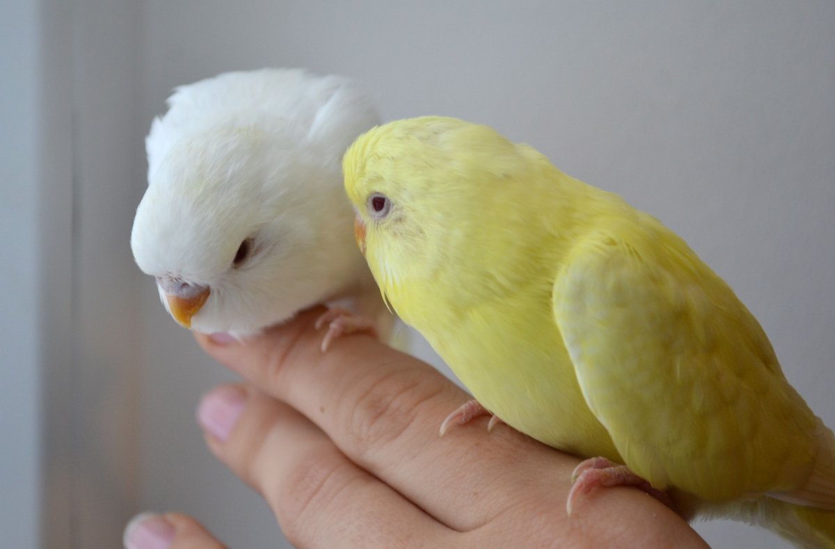 Cockatiels Albino