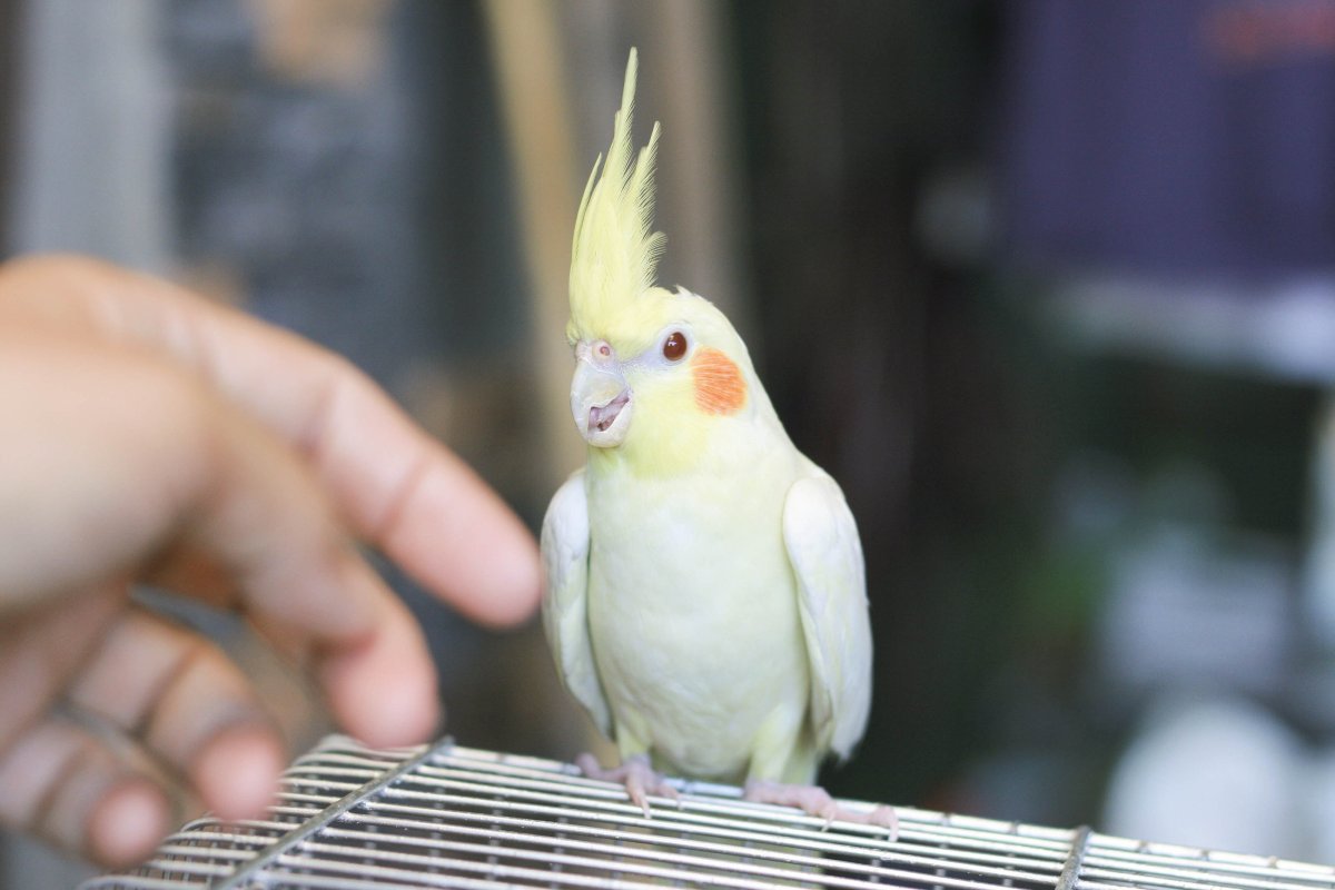 Попугай Монарх альбинос