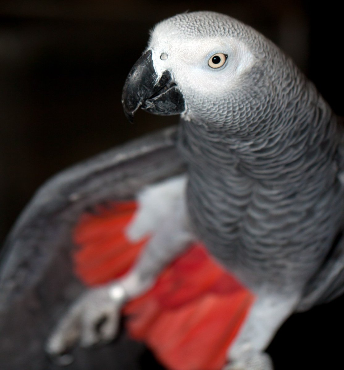 Волнистый попугайчик белый