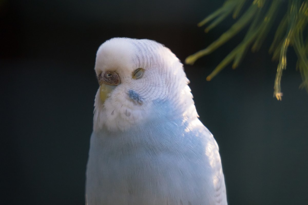 Lutino Cockatiel