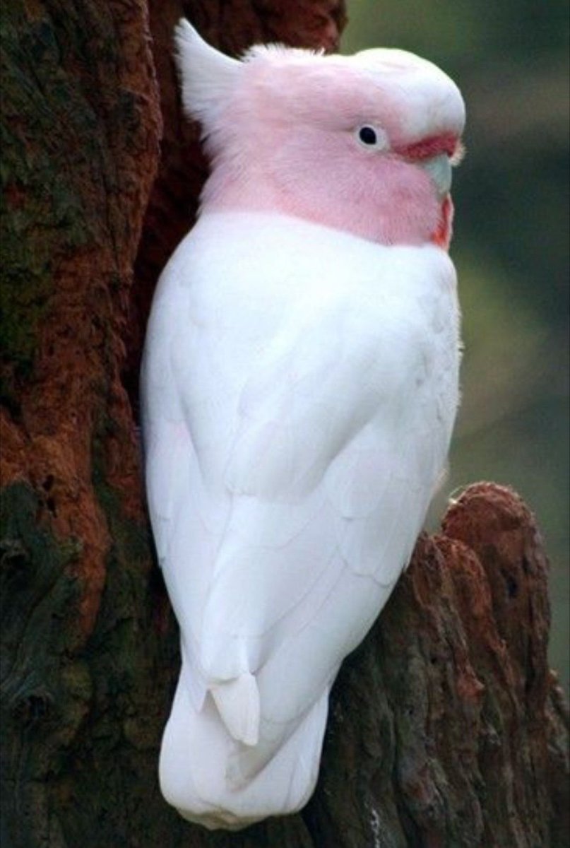 Жако лютиносы