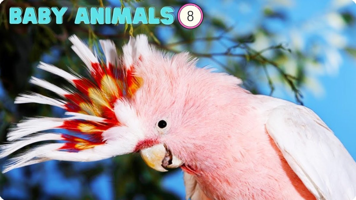 Попугай Какаду желтохохлый