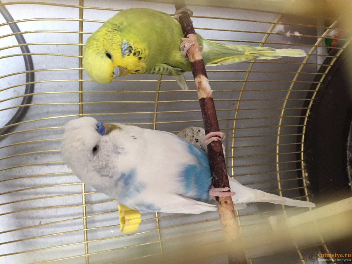 Какаду Гала