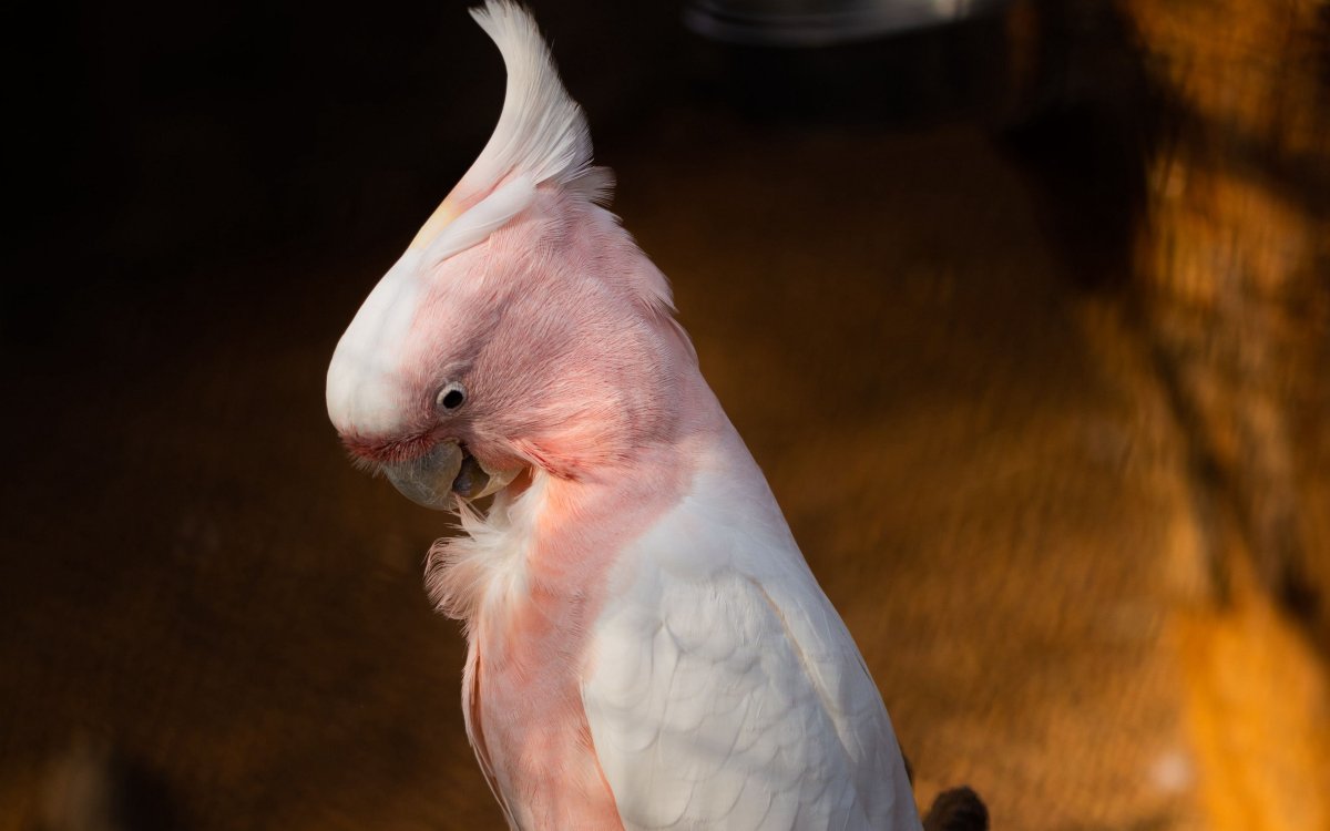 Попугай Африки Какаду