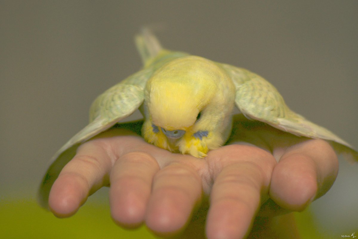 Пара лютиносы волнистого попугая