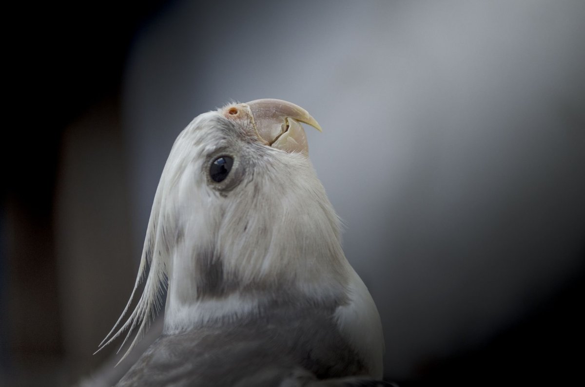 Ожереловый попугай белый