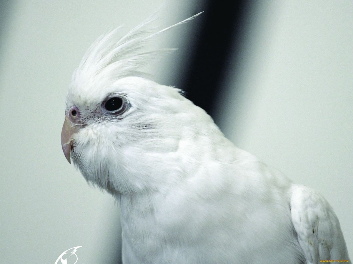 Красивый белый попугай