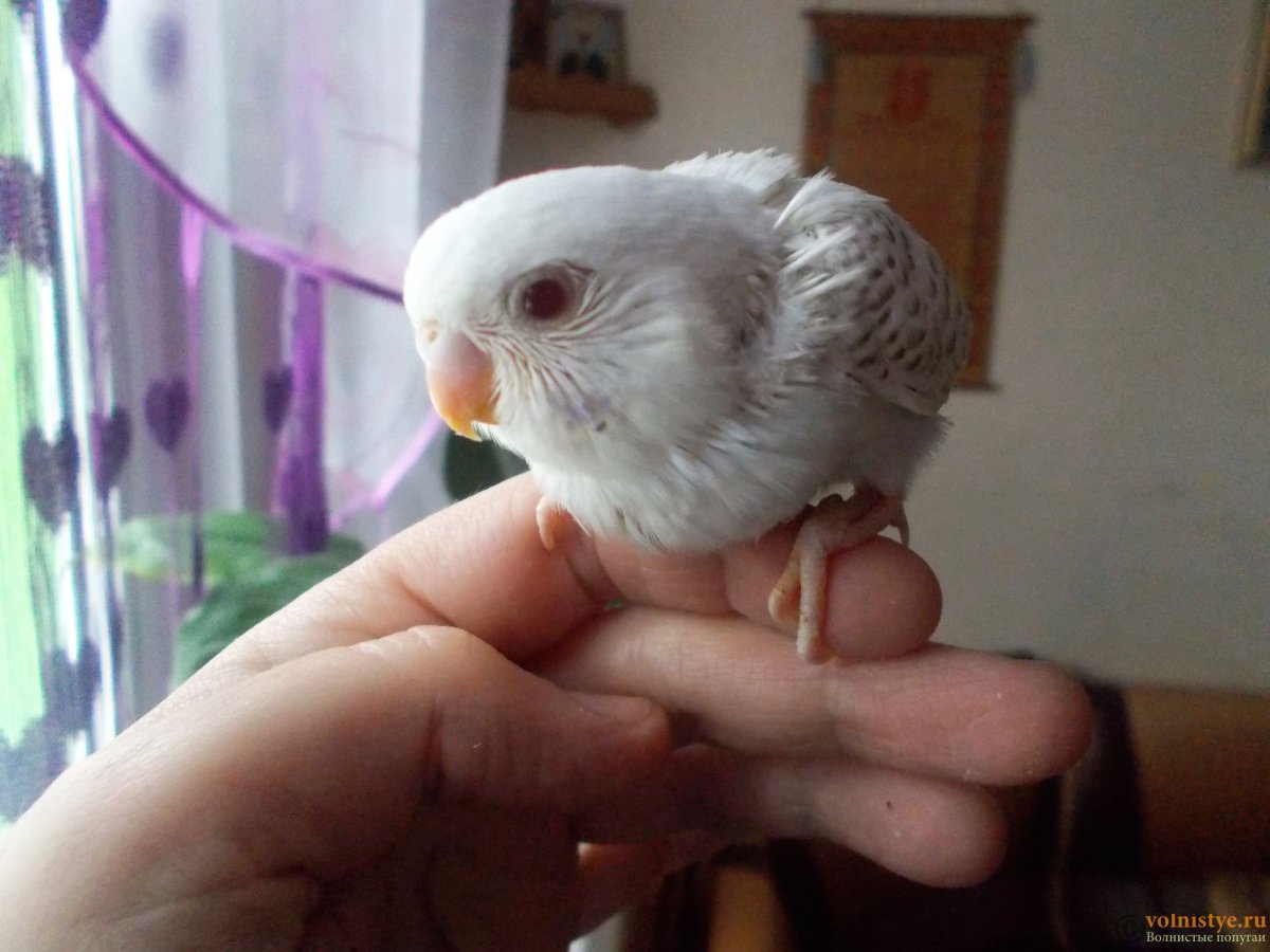 Корелла альбинос