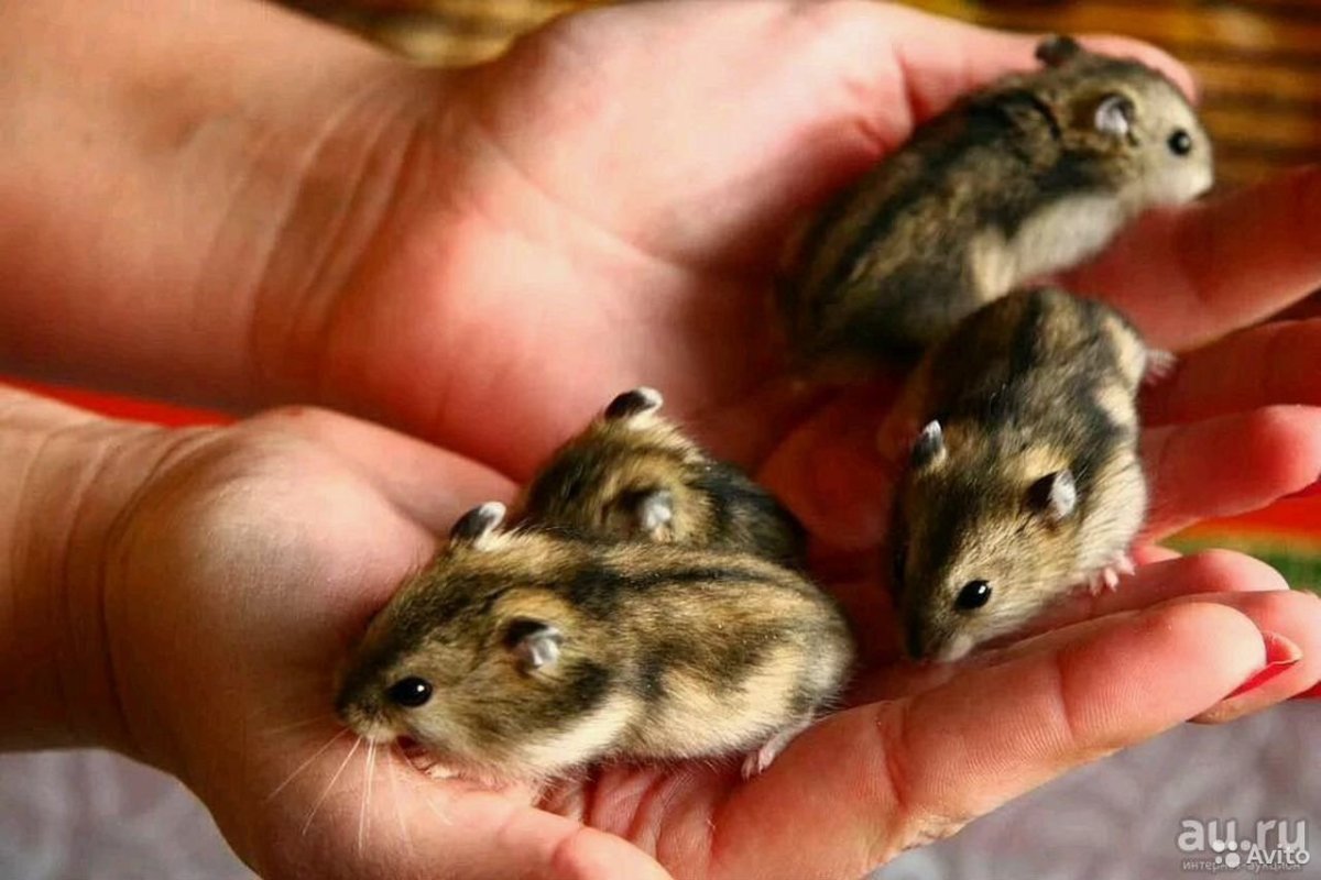 Хомяк джунгарский