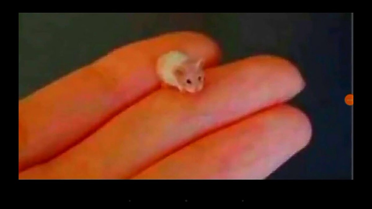 Крошечный котенок на пальце