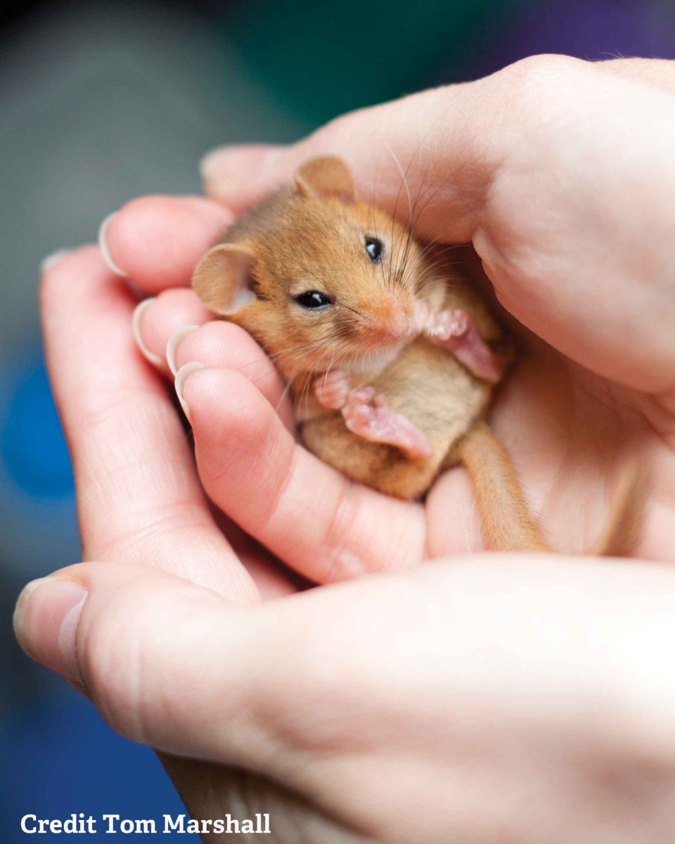 Орешниковая Соня Детеныши