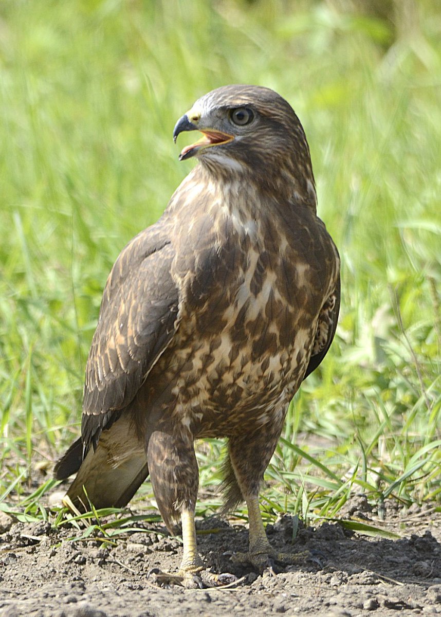 Лунь канюк тетеревятник