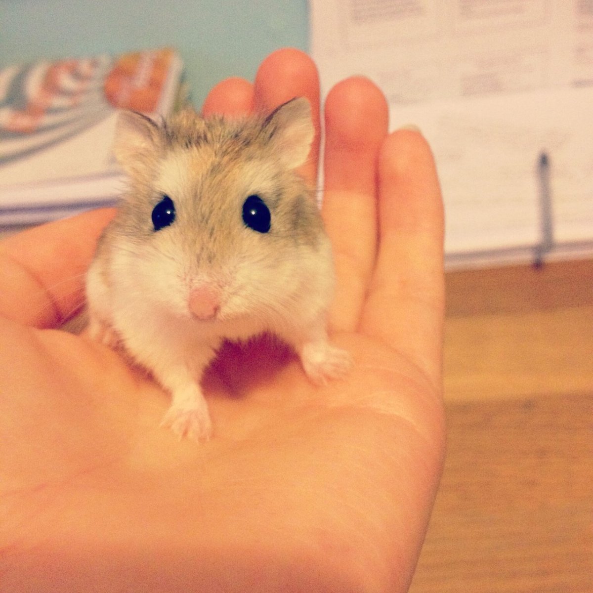 Джунгарский хомячок