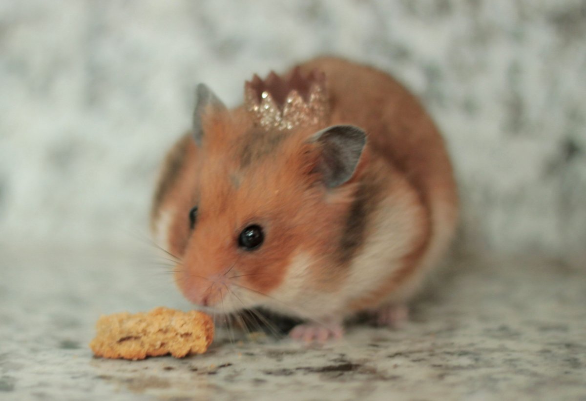 Самые маленькие хомячки