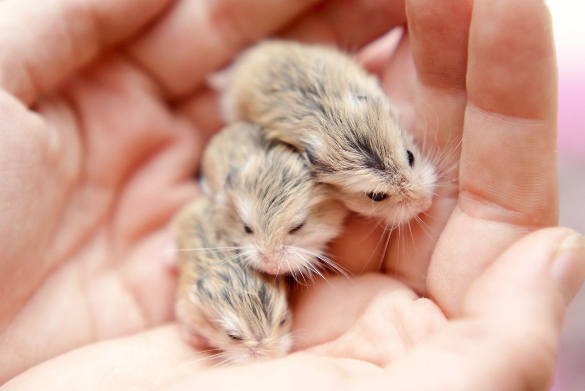 Милые домашние животные