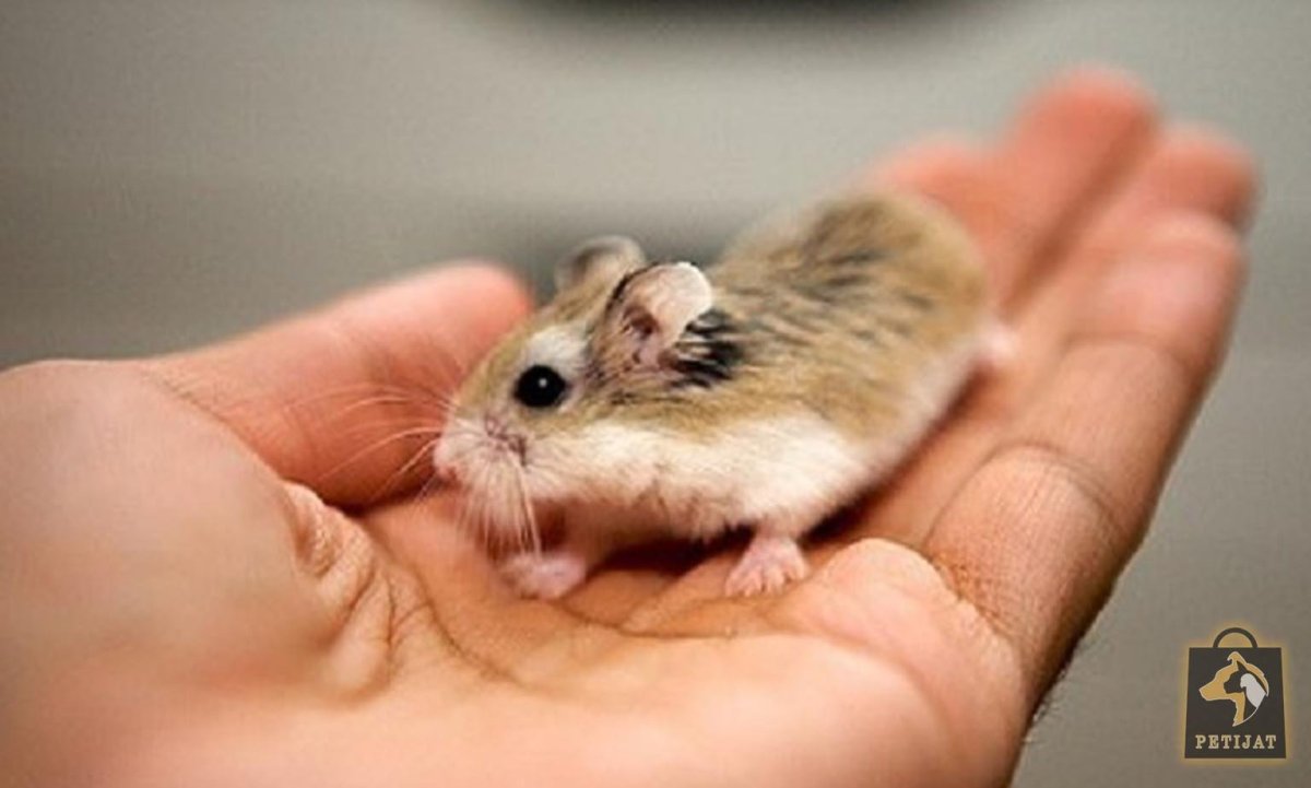 Самый маленький хомячок в мире