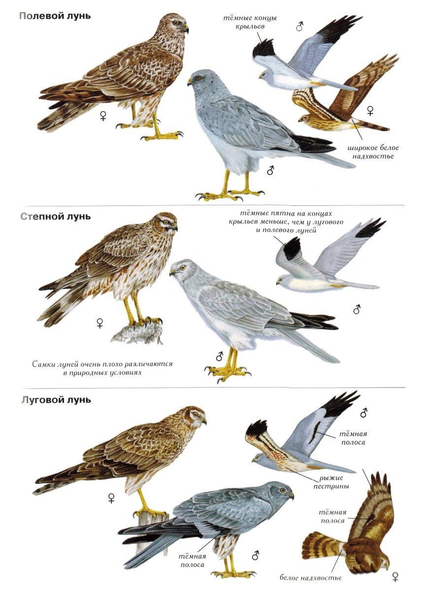 Степной Лунь самка