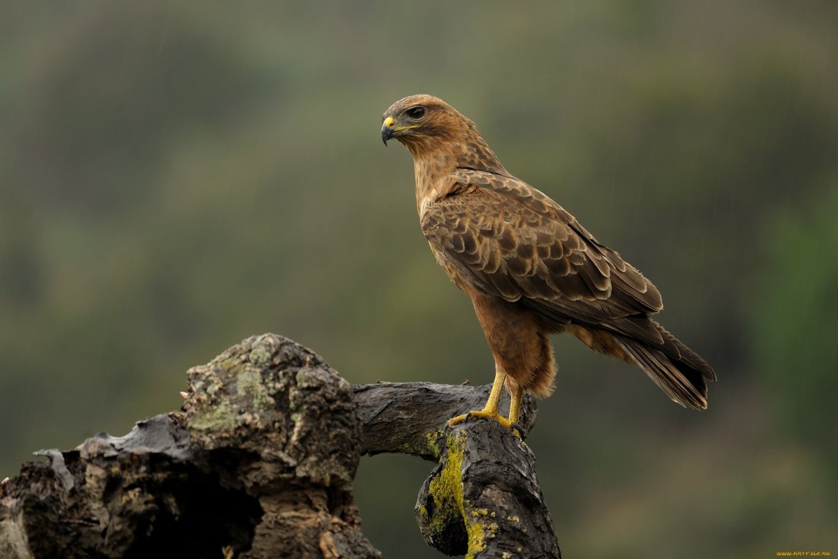 Определитель хищных птиц средней полосы России