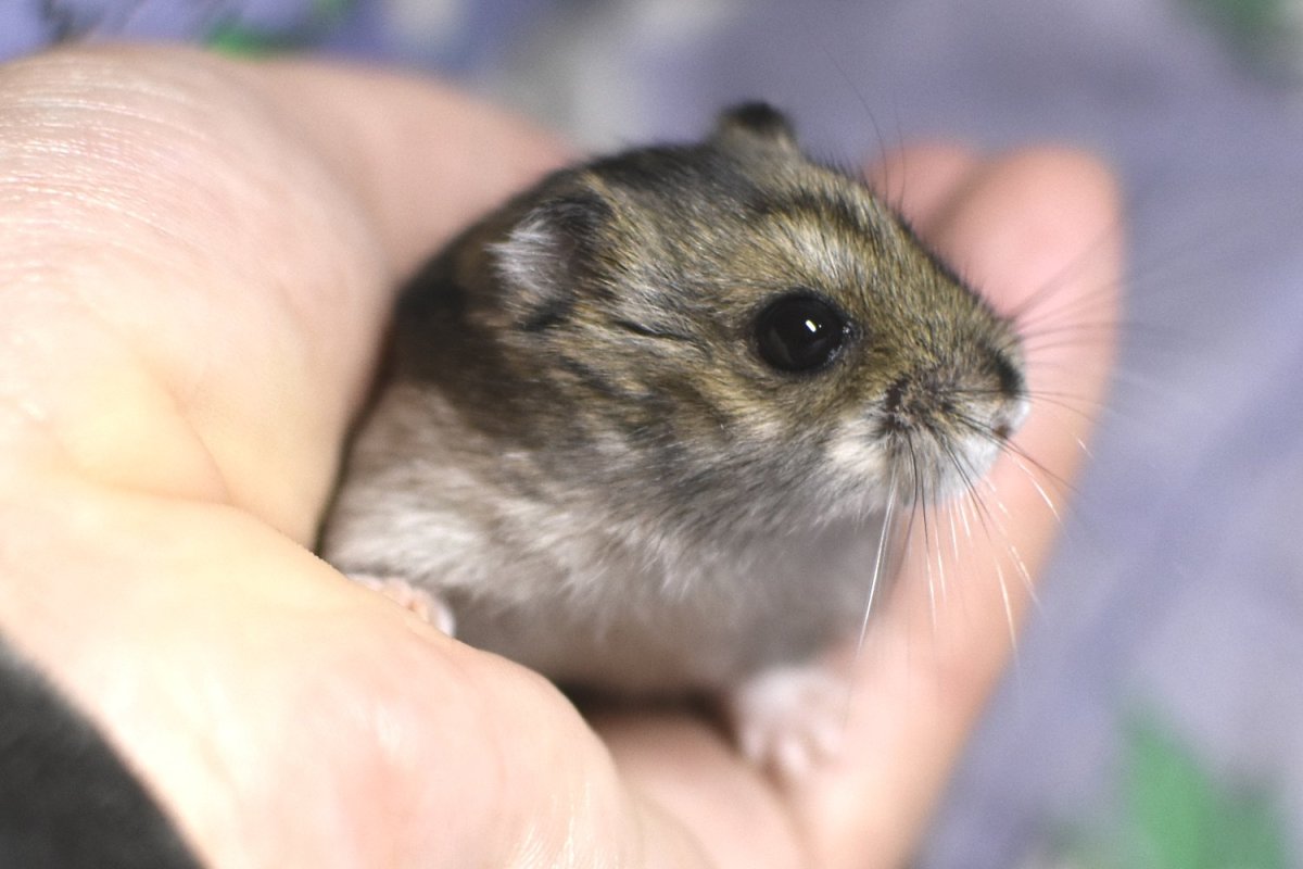 Хомячки джунгарики