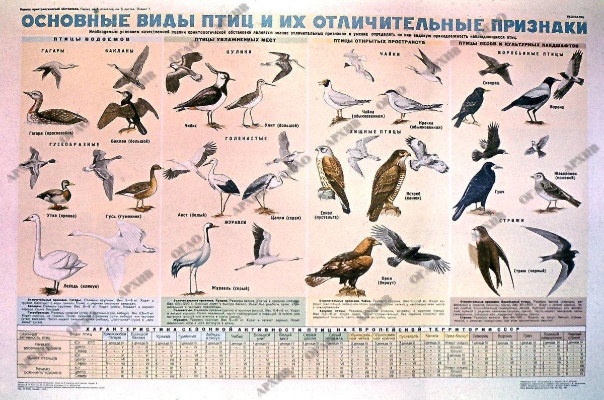 Распространённые виды птиц