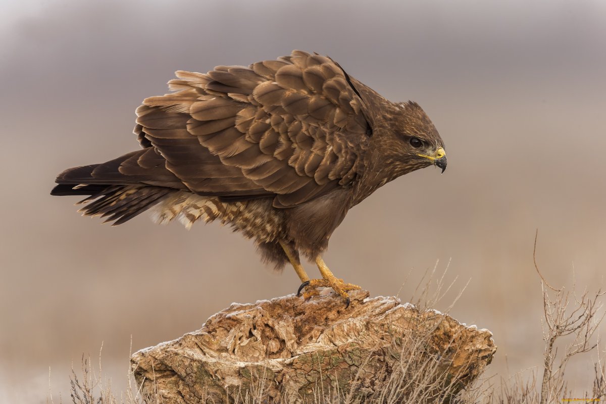 Птица хищник средних размеров
