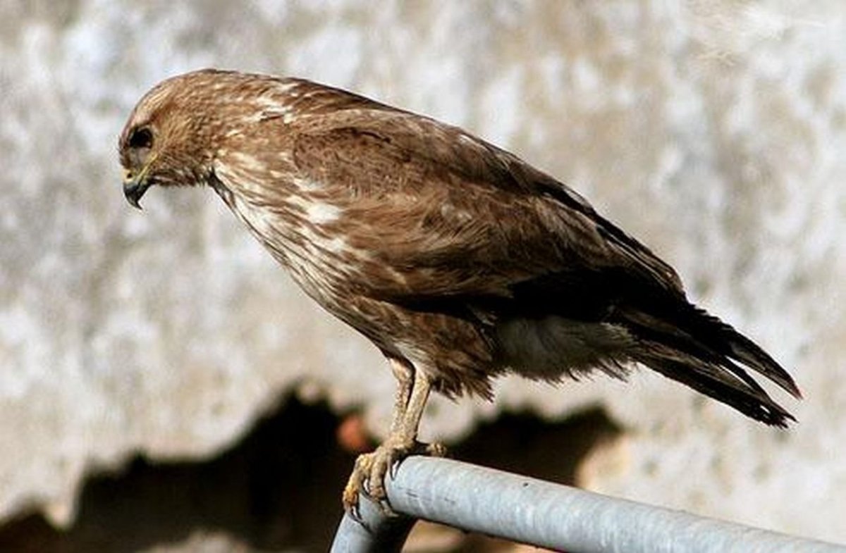 Сойка Сочинская