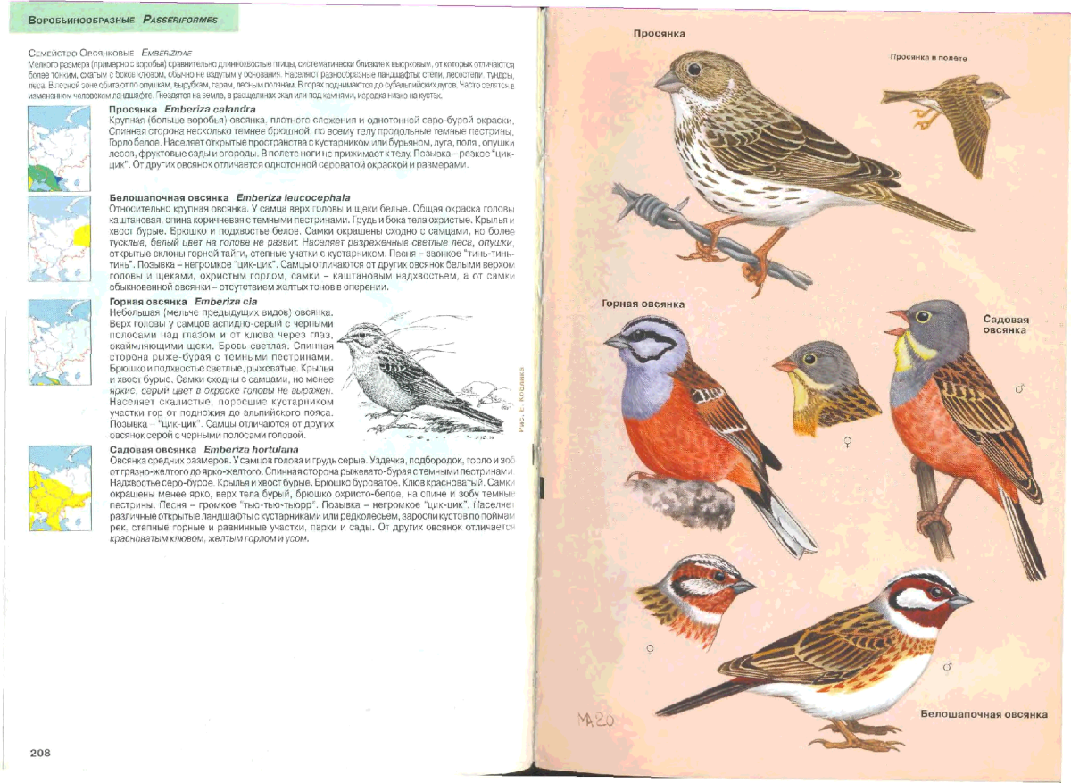 Определитель птиц Подмосковья перелетные