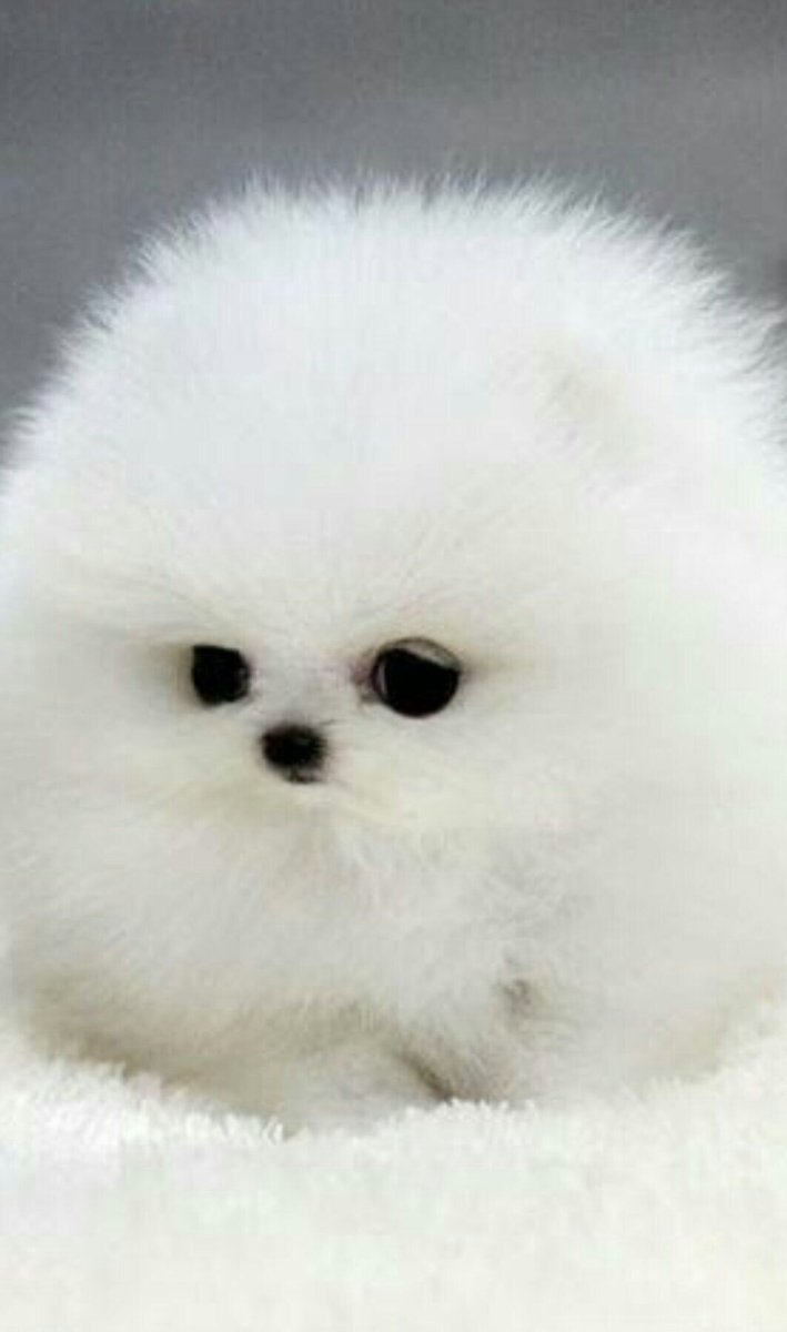 Собаки породы померанский шпиц мишка