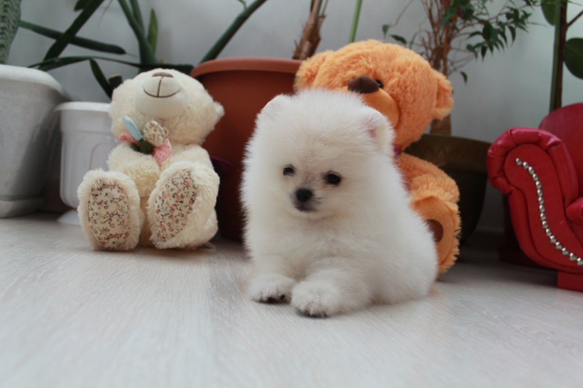 Японский шпиц карликовый померанский