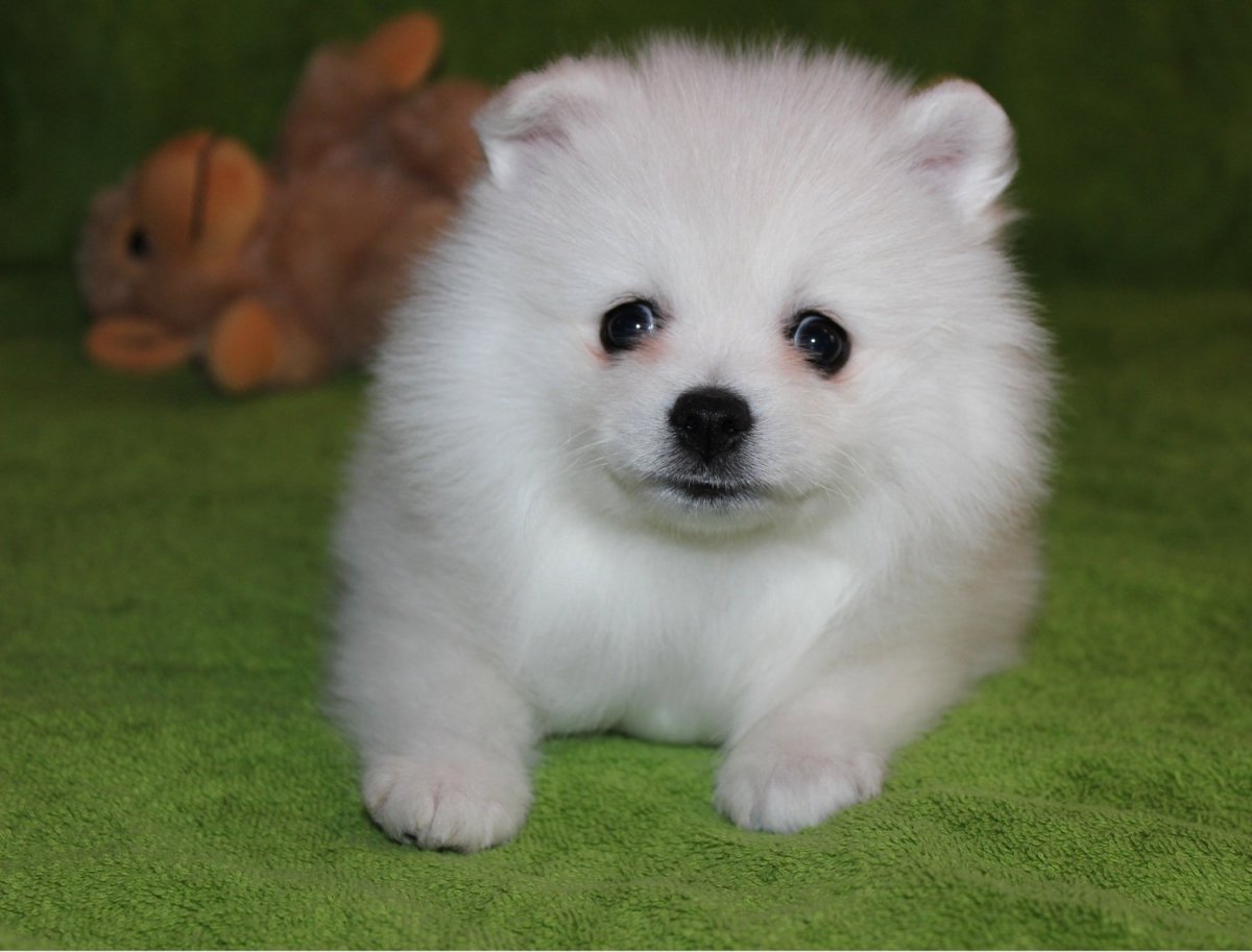 Шпиц карликовый белый