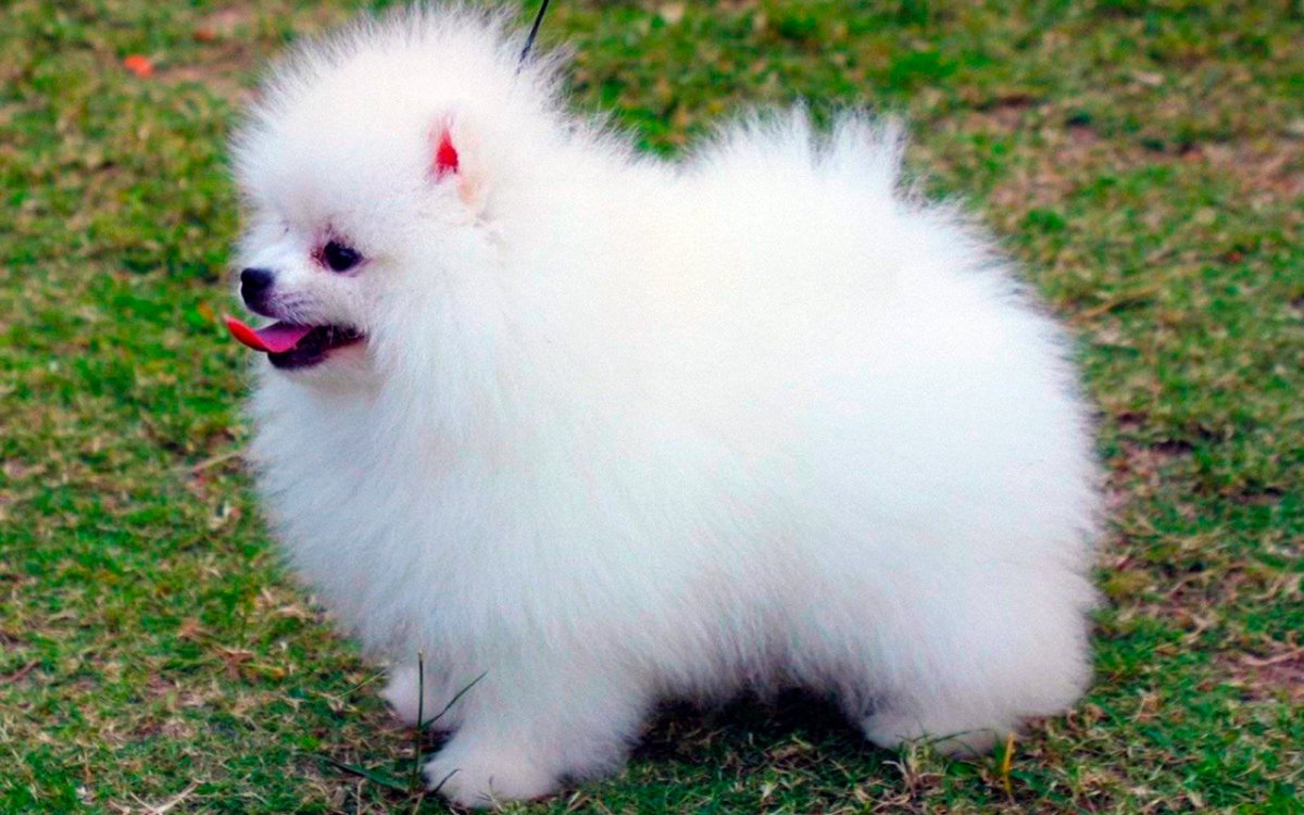 Щенок Тедди Фиби породы померанский