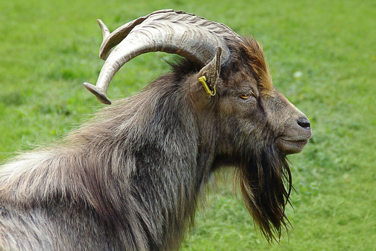 Козёл с бородой