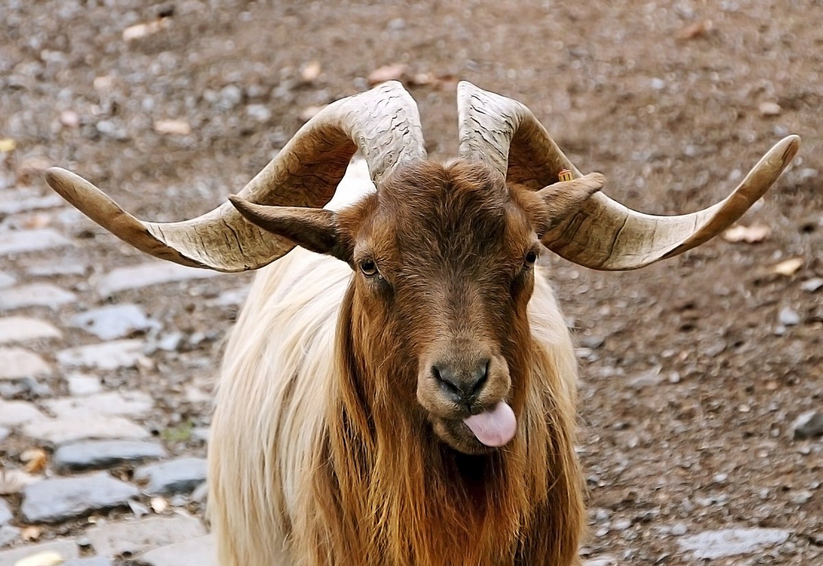 Бородатый козел