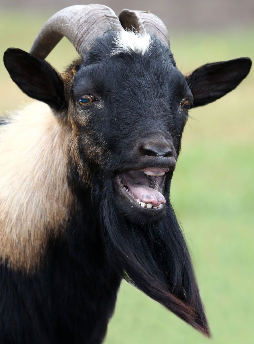 Козлы с бородой