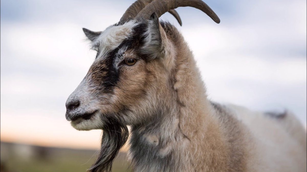 Козел с бородой