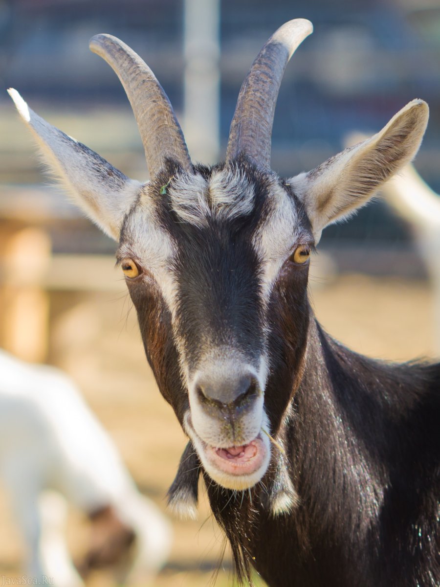 Козлиная борода у козы