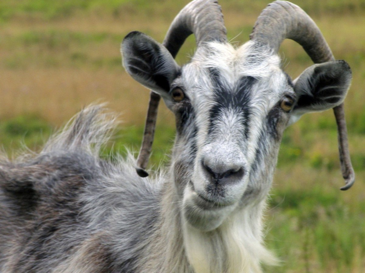 Морда козла