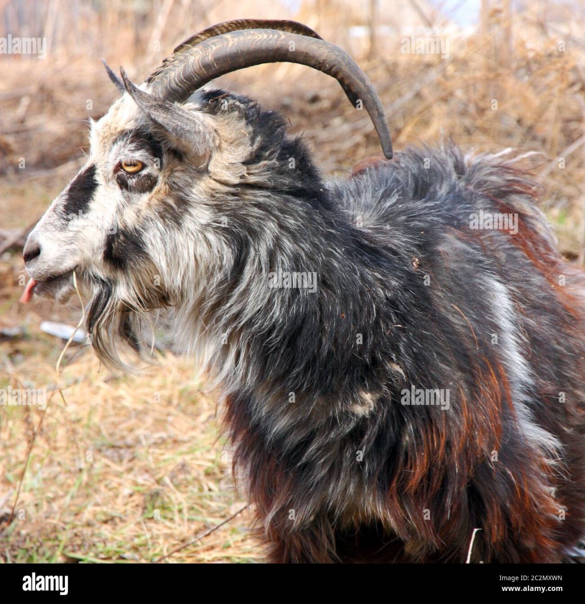 Бородатые козлы в горах