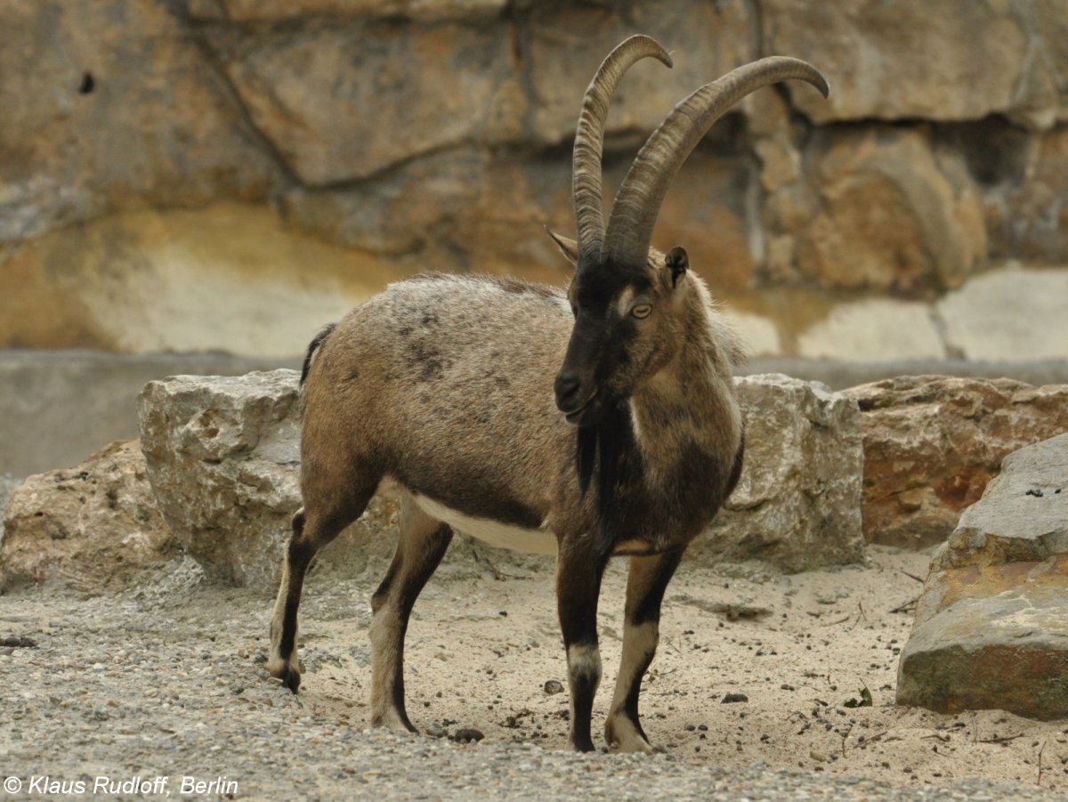 Кавказский безоаровый козёл