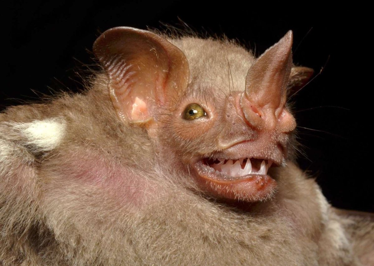 Летучая мышь арты