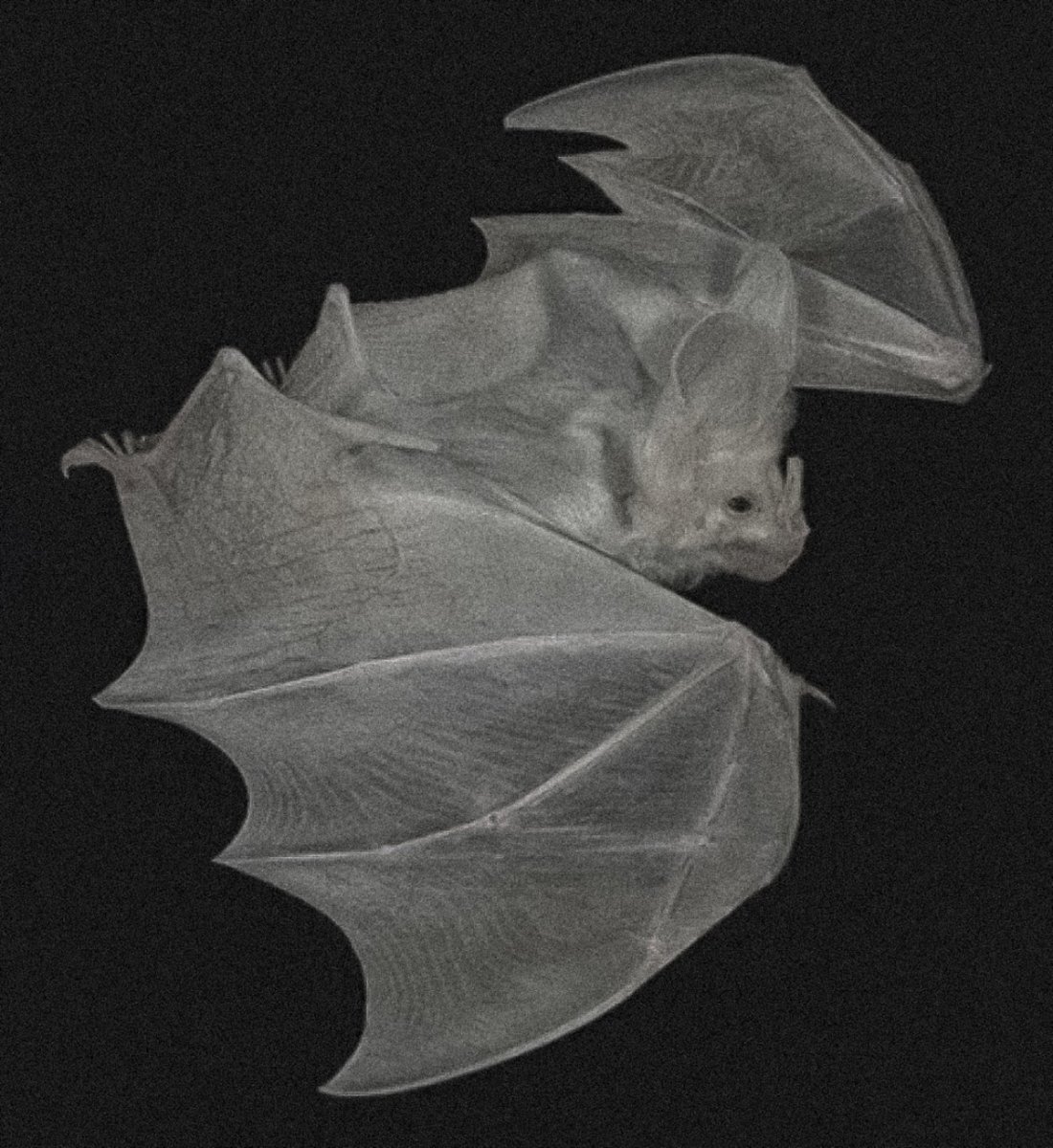 Розовая летучая мышка