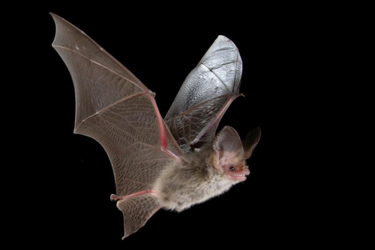 Ночница Наттерера