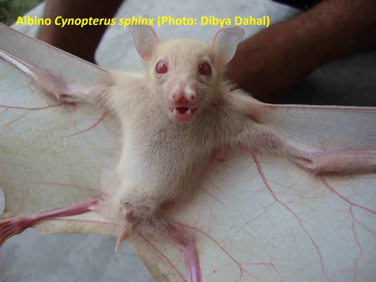 Свиноносая летучая мышь