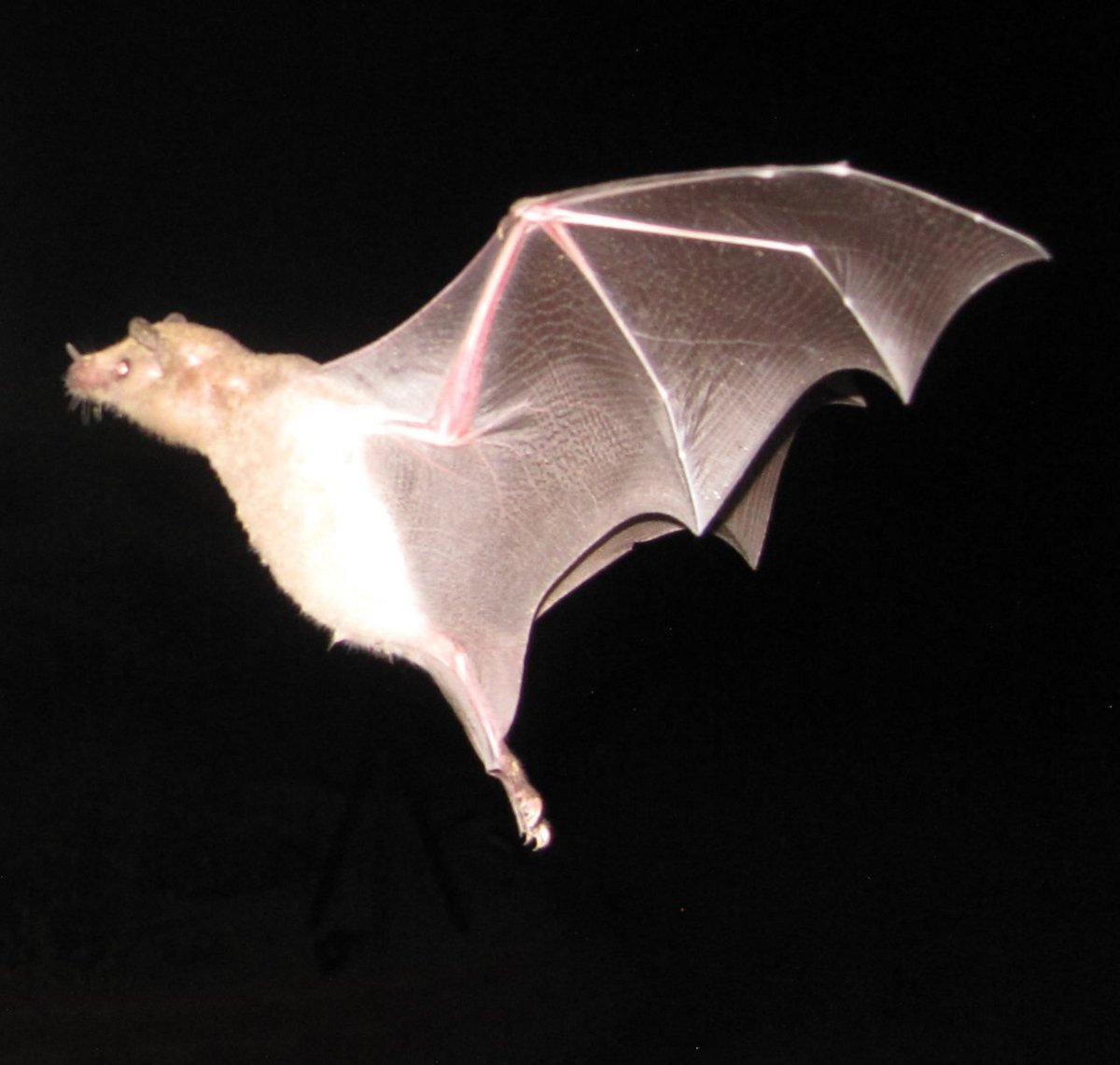 Подковонос Мегели